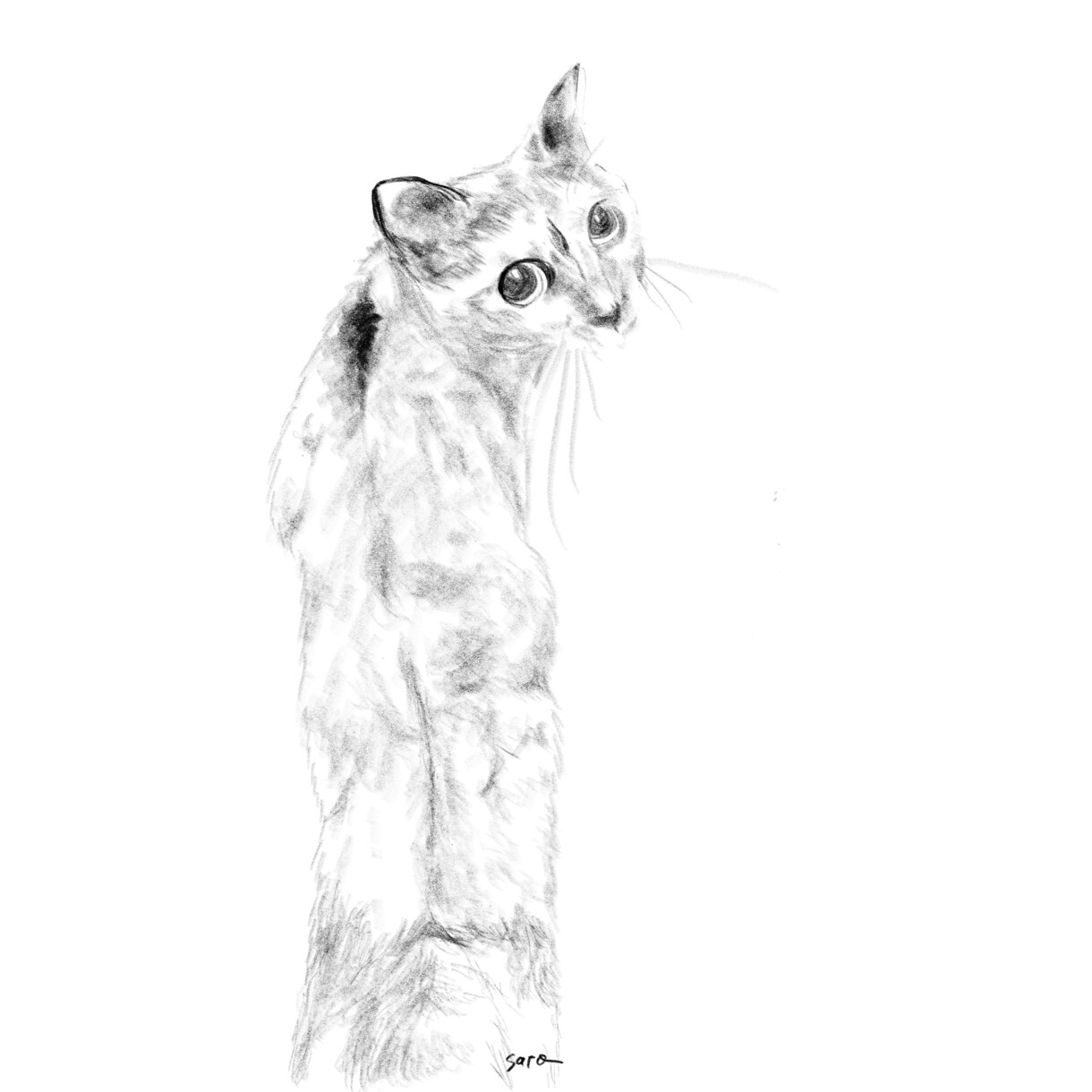 愛しいペットを柔らかな鉛筆画にかえて肖像画にします 写真にはない温もりを。大切なペットとの思い出を鉛筆画で形に。 イメージ2