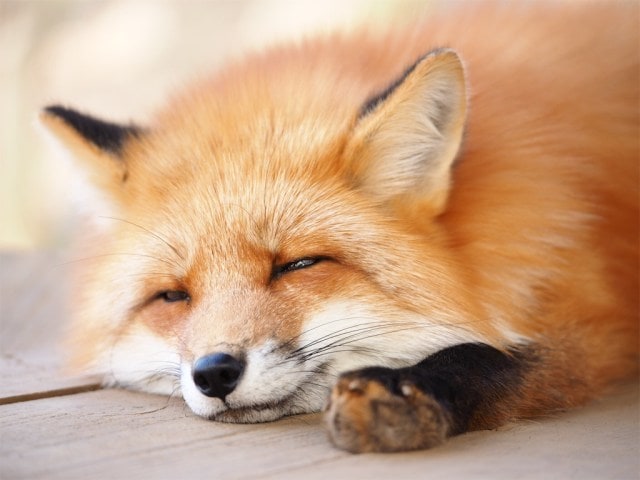 眠れない夜、誰かと話したい夜にお話し相手になります 雑談、悩み、愚痴、なんでもない会話、2人だけの秘密基地で イメージ1