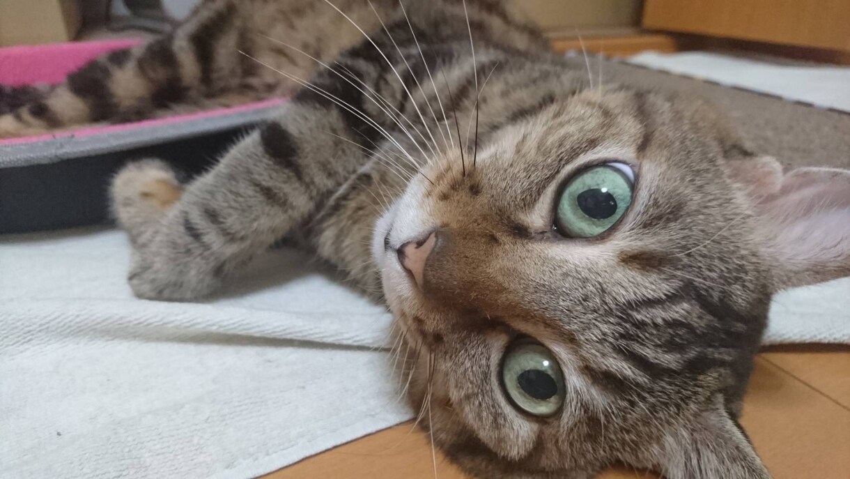 ほっとしませんか？日々の悩みをお聞きします 猫のお母さんききみみネコが日々の悩みを伺います イメージ2