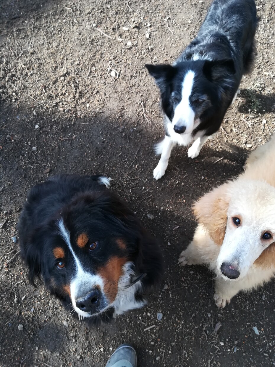 プロのドッグトレーナーが犬のしつけアドバイスします 愛犬とのより良い関係作りをお手伝いします。 イメージ1