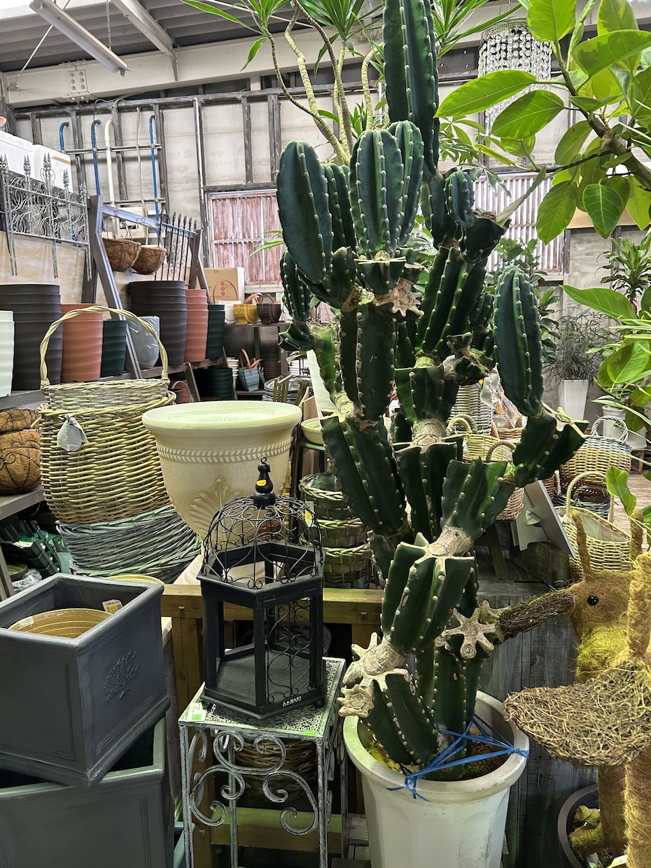 植物に関するお悩みの相談お受けします 園芸店勤務23年の経験を活かして丁寧にアドバイス致します イメージ6