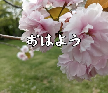 桜の写真LINEスタンプ作ります 文字変更OKやさしい桜スタンプ イメージ7