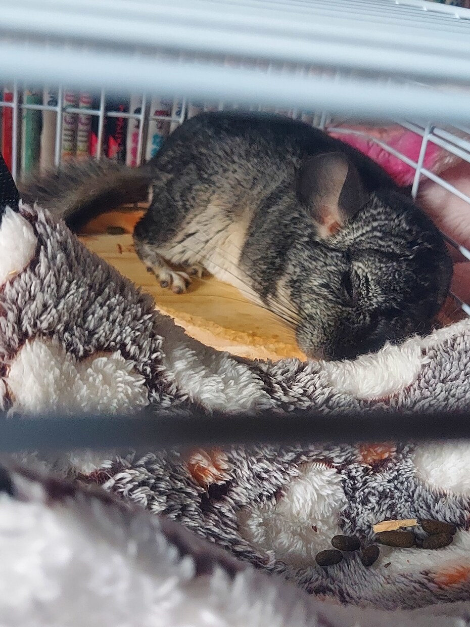 チワワやチンチラの話聞きます喋ります ★チワワやチンチラの可愛いお悩み・飼育相談も大歓迎です！ イメージ1