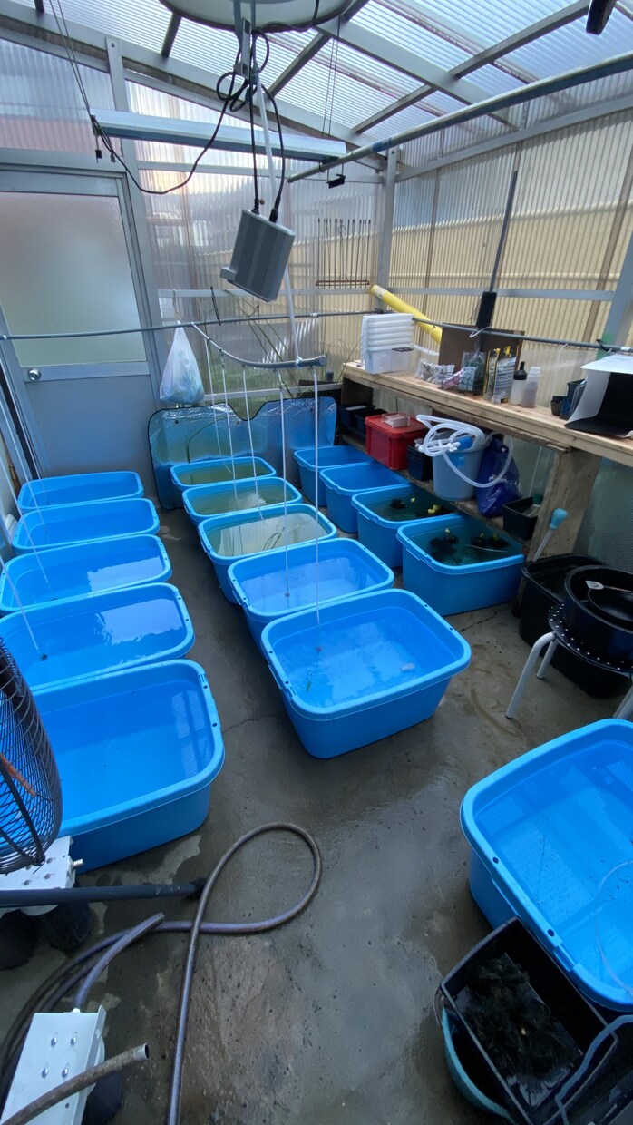 ペットショップ店員がメダカの飼育お答えします 飼育について、夏、冬、季節の飼育、繁殖、稚魚管理、商品など イメージ4