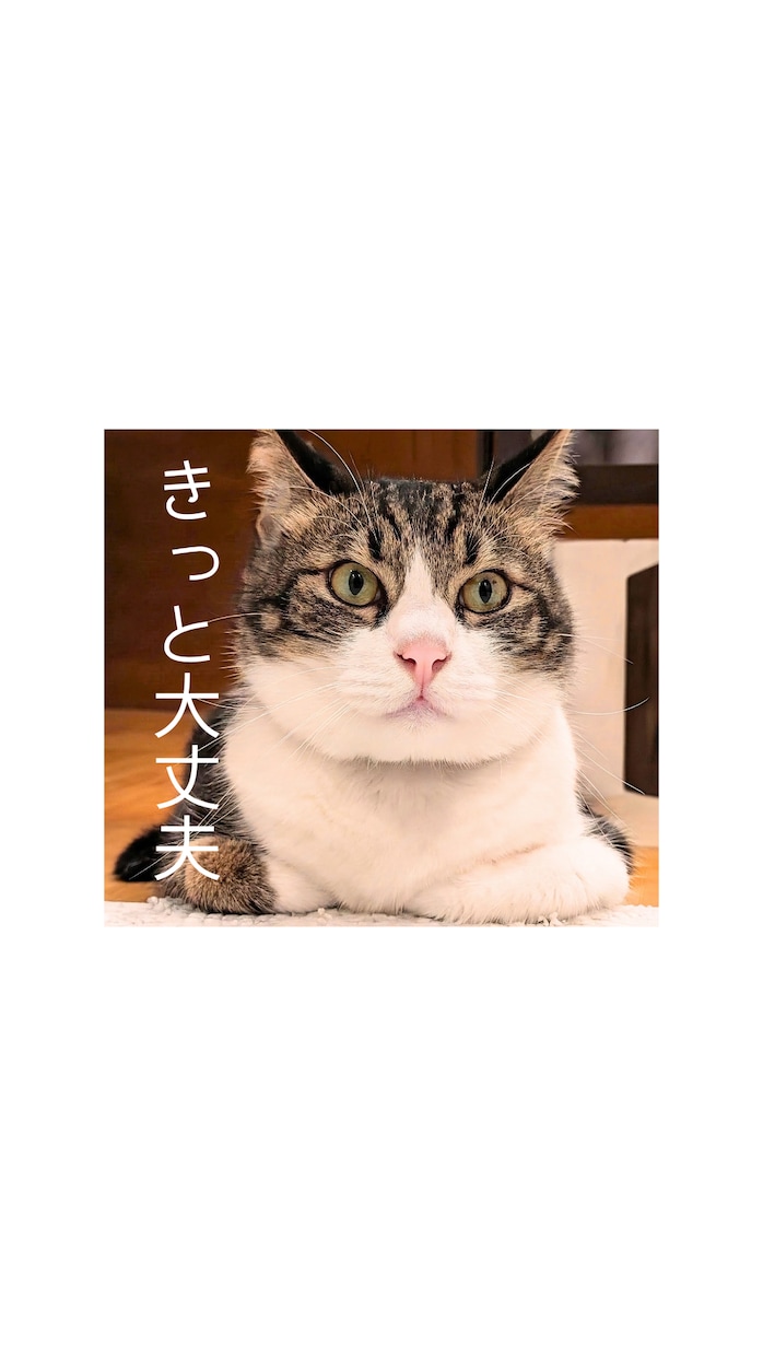アイコンやスマホ待ち受け用の猫画像をお届けします 愛猫の可愛い写真に癒やしのメッセージを添えてデータ納品します イメージ1