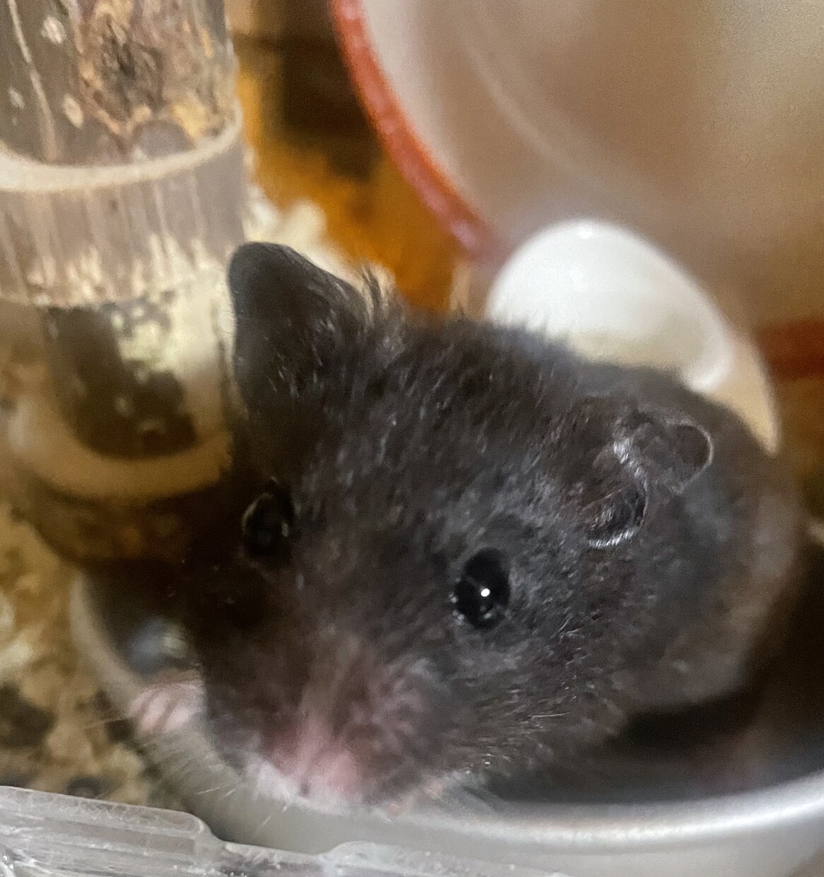 ペット相談のります 飼っている方、飼うか迷ってる方へ イメージ2