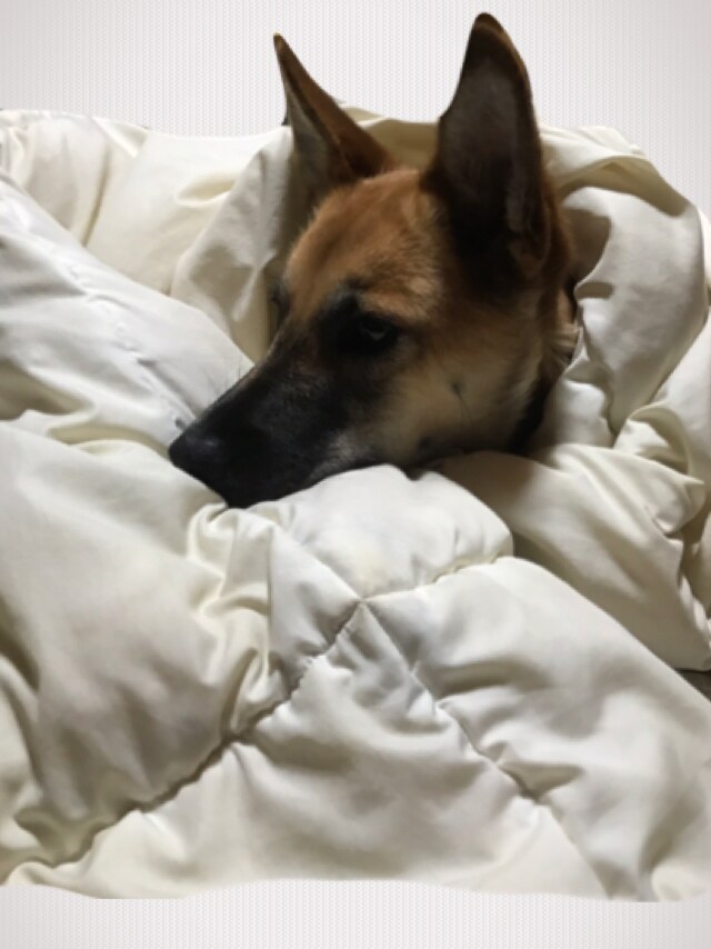 可愛い写真売ります 可愛い犬の写真 加工画像 癒されます イメージ3