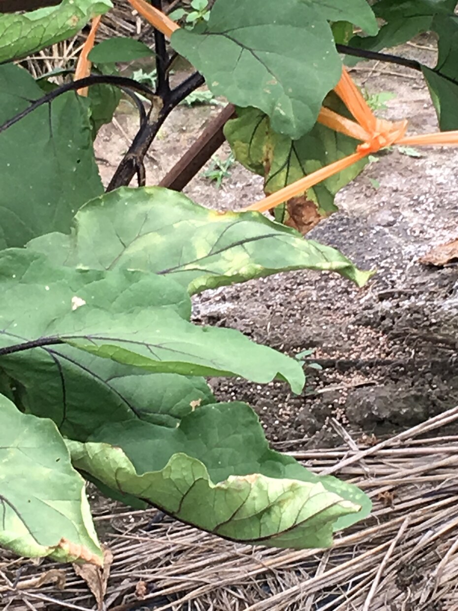野菜作りなんでも相談乗らせていただきます 家庭菜園や現在現在野菜作りに困っている方ご相談承ります。 イメージ1