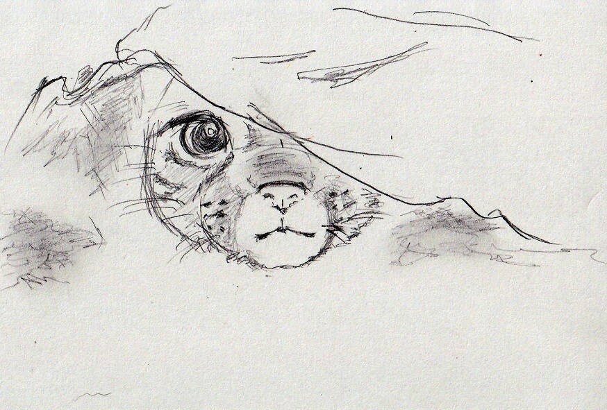手描きで主に猫イラストを描いています 皆様のリクエストにお応えして猫や様々なイラストを描きます。 イメージ5