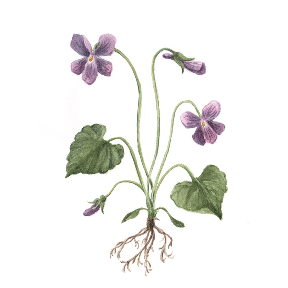 水彩画で植物イラストを描きます ボタニカルアートのようなイラストならおまかせください イメージ3
