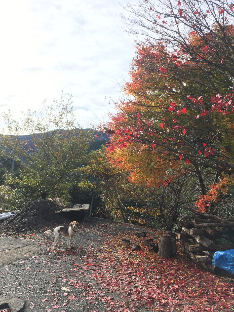 山間部への移住についてなんでも相談にのります 【山間部移住&開業ママ】ちょっと聞きたいアレコレに答えます イメージ2