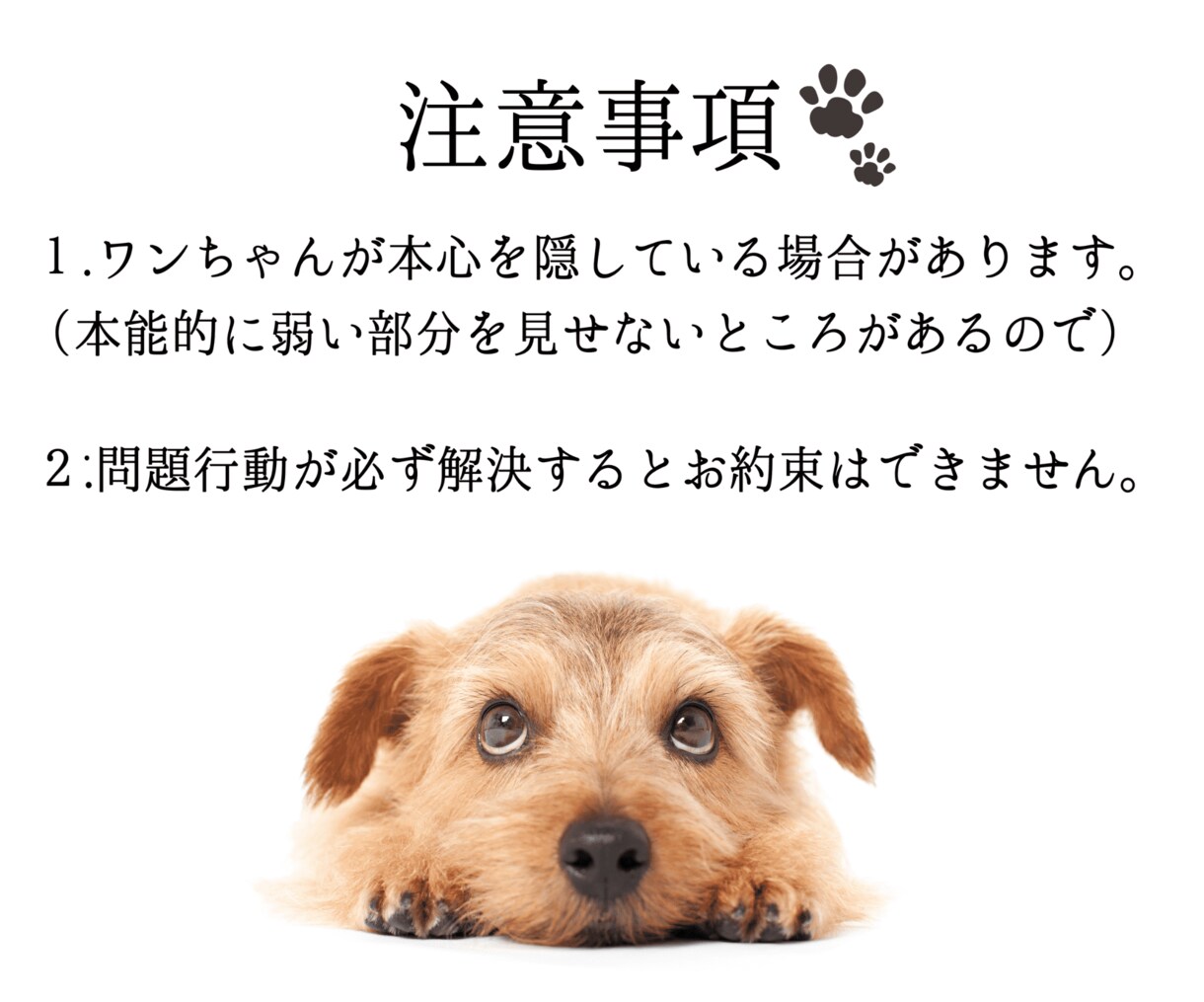 愛犬と飼い主様の心を繋ぎたい。ワンコと話します タロット・ダウジング・アニコミの３本柱で愛犬の気持ちを深堀り イメージ7