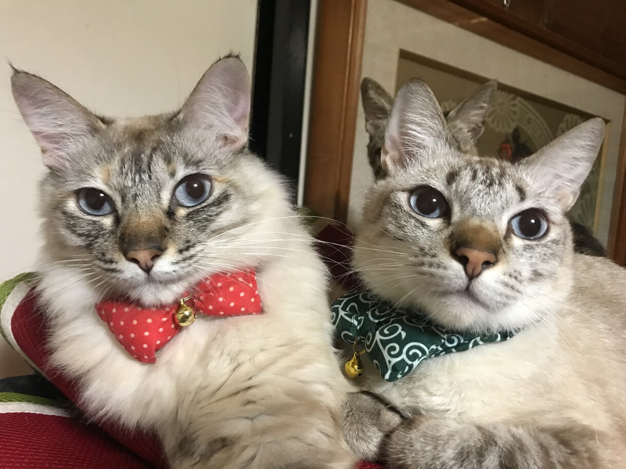 猫9匹の飼い主が【ペット愛】語りを受け止めます ★溢れるあなたのペット愛を聴かせて下さい★ イメージ1