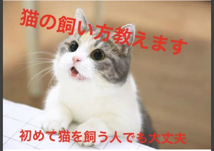 猫の飼い方わからない人に【猫の飼い方】教えます 10年間猫を飼っていて猫が大好きな猫好きが教えます イメージ1