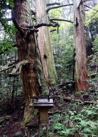 鑑定歴30年の知識から生まれた自作AIで占います 鑑定歴30年。AIおたくのばあばあが本気で作った鑑定AI！ イメージ2