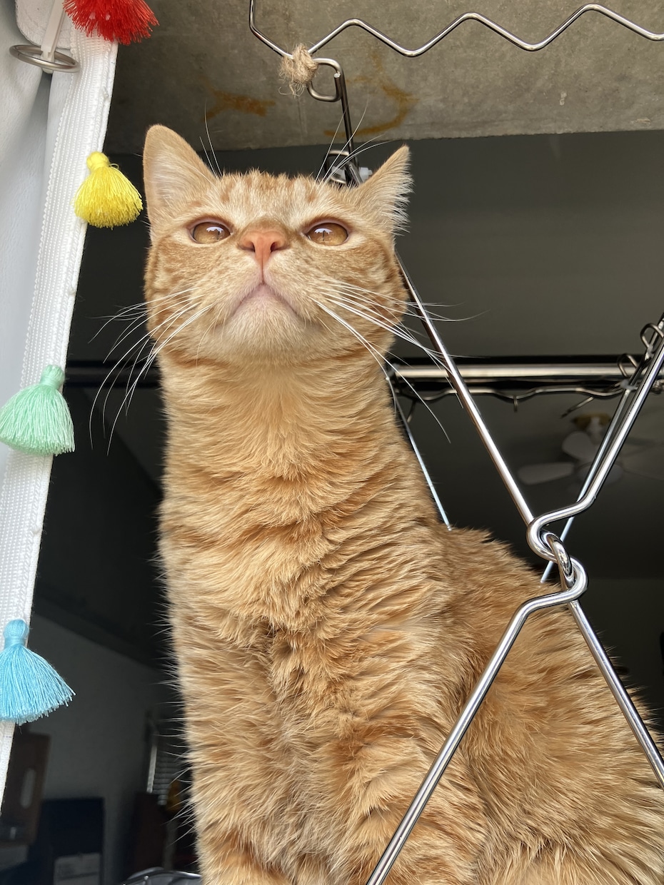 うちの子がいちばん！愛猫の自慢話聞きます 愛猫とのエピソード、特技、猫愛なんでもお話しください♪ イメージ5