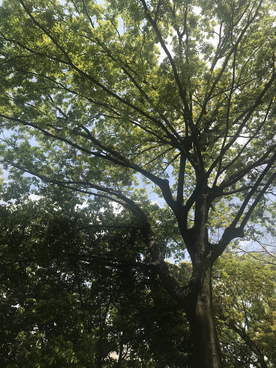 タロットメッセージをトークルームにてお伝えします あなたの日々に光明が差すことを祈り、お伝え致します。 イメージ2