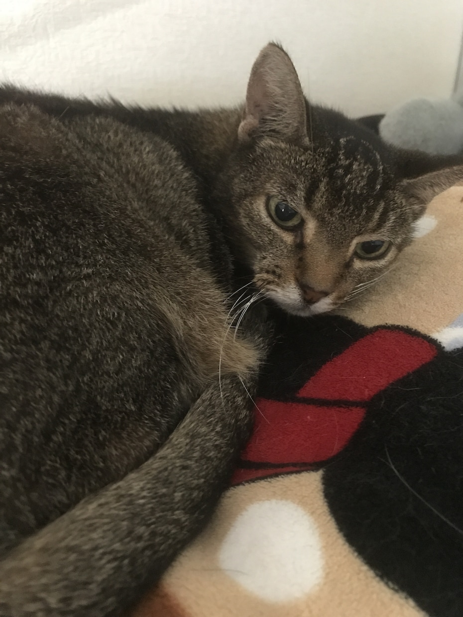 ペット相談室♪アドバイスさせていただきます 現役動物看護師がわんちゃんねこちゃんのお悩み聞きます♪ イメージ1