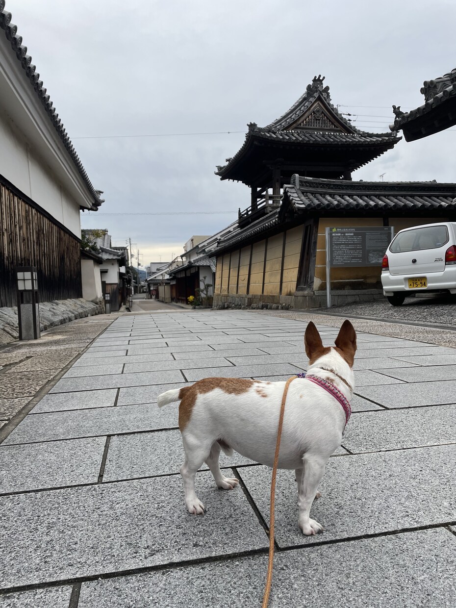 ペットに犬を飼いたいと思われてる方の相談に乗ります 愛玩動物飼養管理士がこれから犬を飼いたい方のご相談に乗ります イメージ4