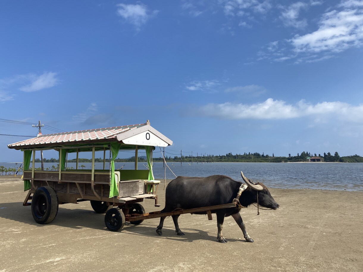 石垣島の旅行おすすめ教えます 移住経験有だからこそのおすすめのお店やポイント教えます！ イメージ8