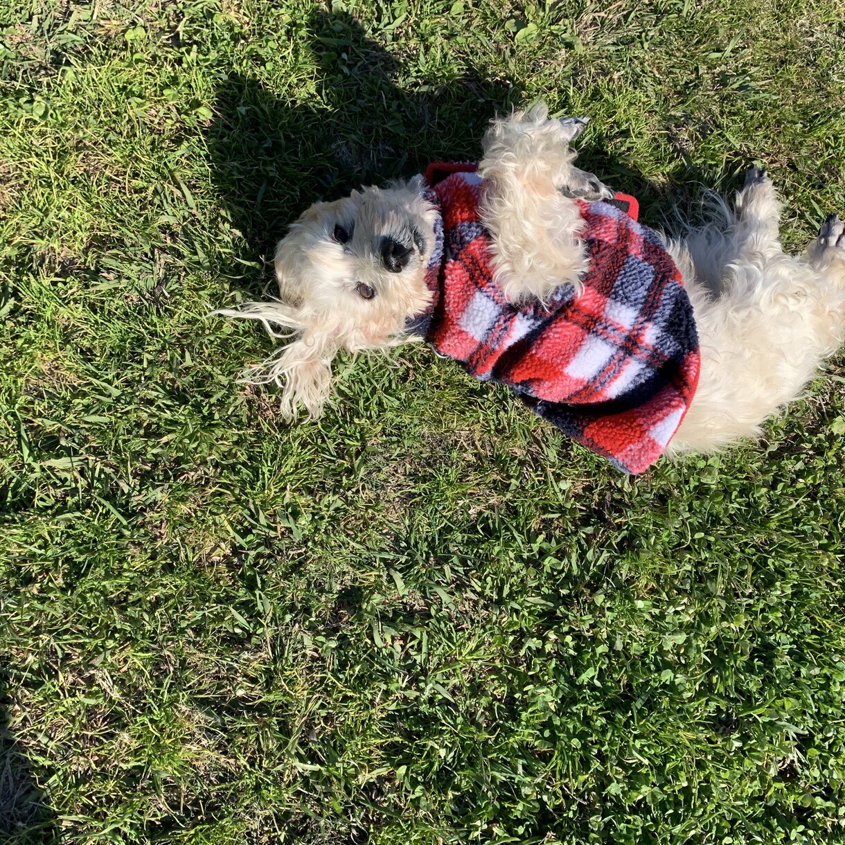 犬の何でも相談を承ります ２０年たくさんの犬と深く携わってきました何でもご相談ください イメージ2
