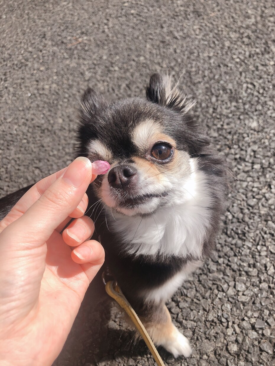 愛するペットの悩みを解決します あなたとペットのより良い生活を応援します！ イメージ1