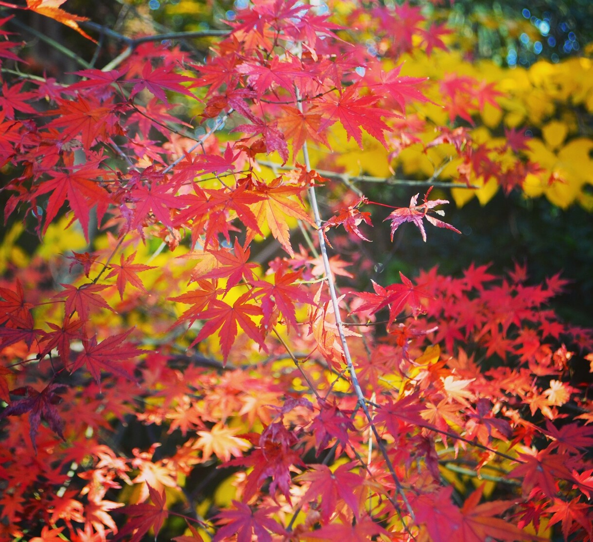 自分が撮った写真を提供します スマホの壁紙や様々なものにご利用ください！ イメージ7