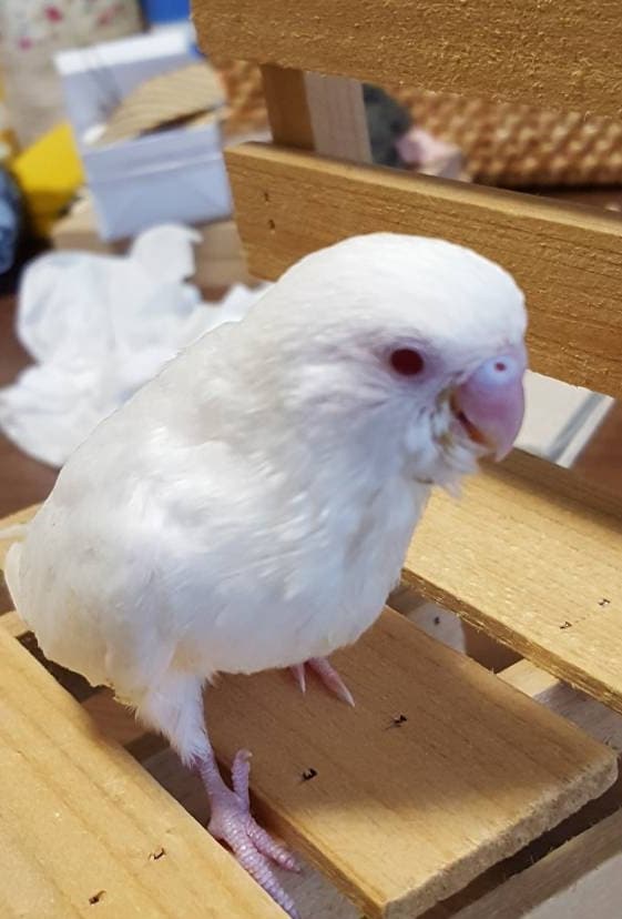 セキセイインコを初めて飼いたい人の相談にのります セキセイインコを１年以内で亡くしている方、初心者の方向け イメージ3