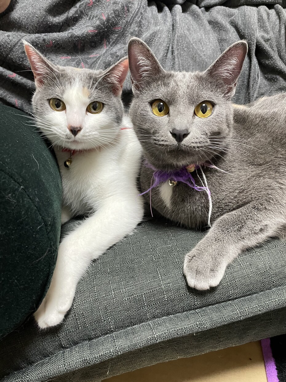 心休まる三毛猫屋。悩みをゆるりとお聴きします 心の悩み・ペット（資格有)・美文字のコツ何でもお話しください イメージ5