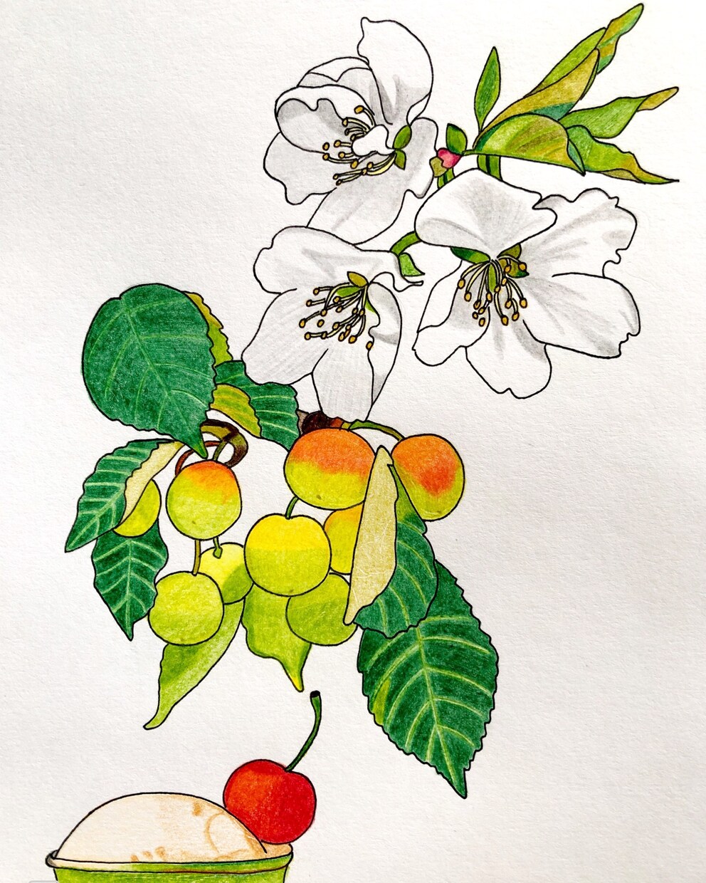 色鉛筆を使って手書きのデザインを作成致します 植物、果物、野菜のデザインが得意です イメージ3