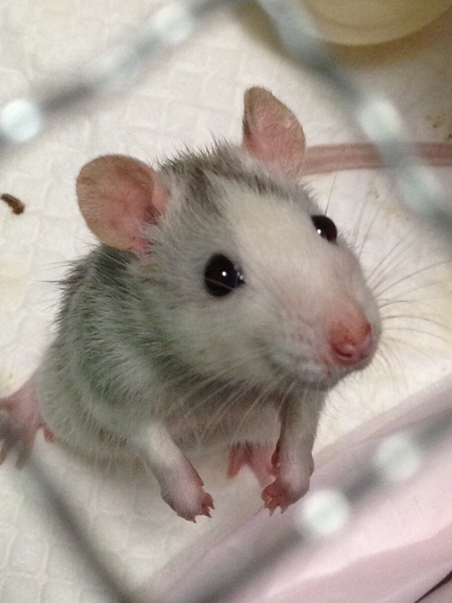 ペット飼育のご相談受け付けます ペットを飼ってみたいけれど不安がある方に イメージ1