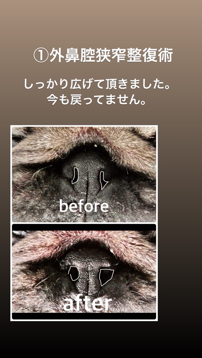 短頭種気道症候群についてご相談承ります 動物呼吸器科認定看護師が短頭種気道症候群についてご説明します イメージ3
