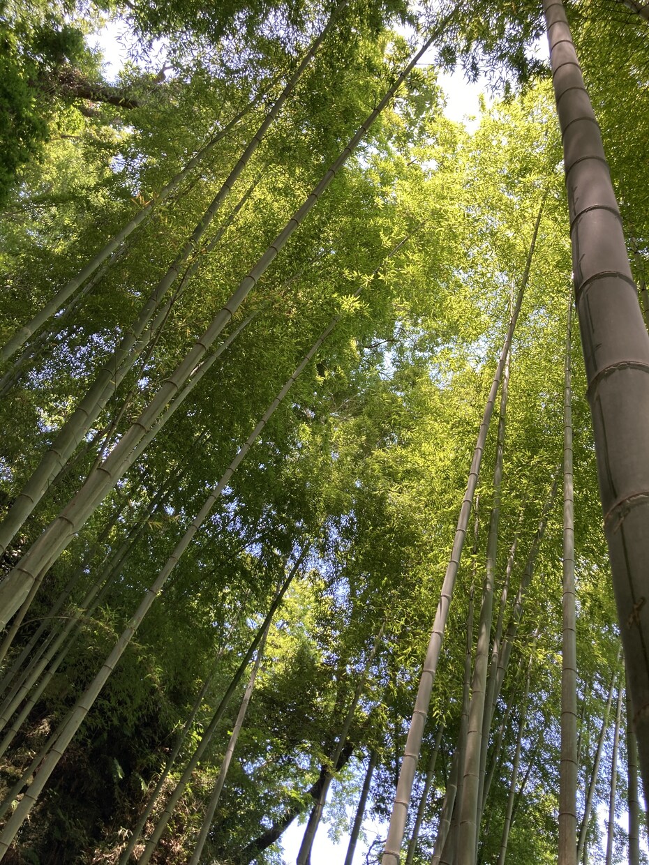自然が好きな方々に空模様、植物の写真を提供します リラックスしたいときに見るキレイな景色の写真 イメージ7