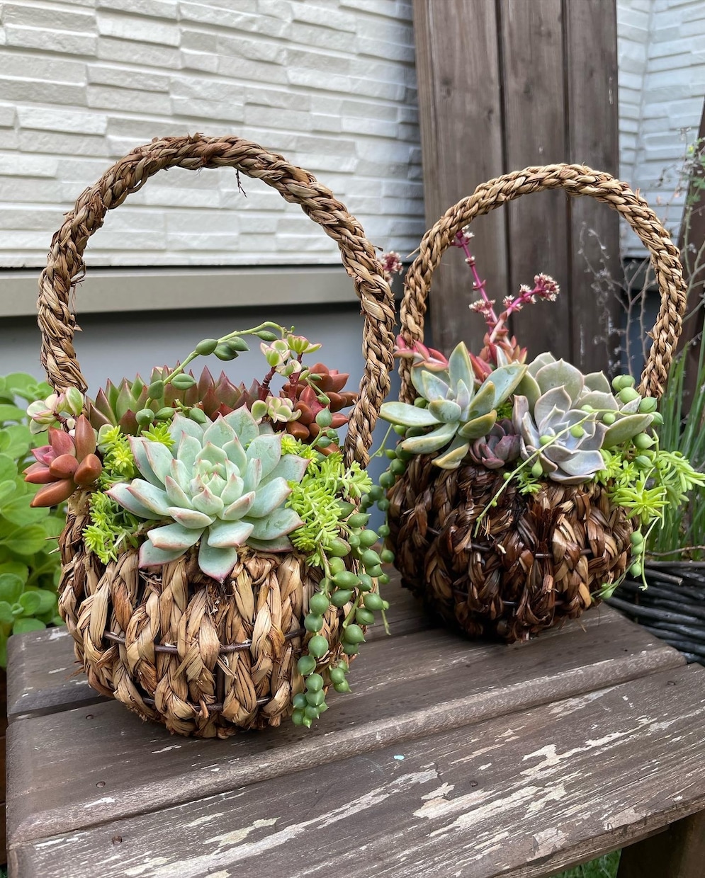 多肉植物の寄せ植えお作りします 多肉植物の専門家があなたにピッタリの寄せ植えをお作りします イメージ4