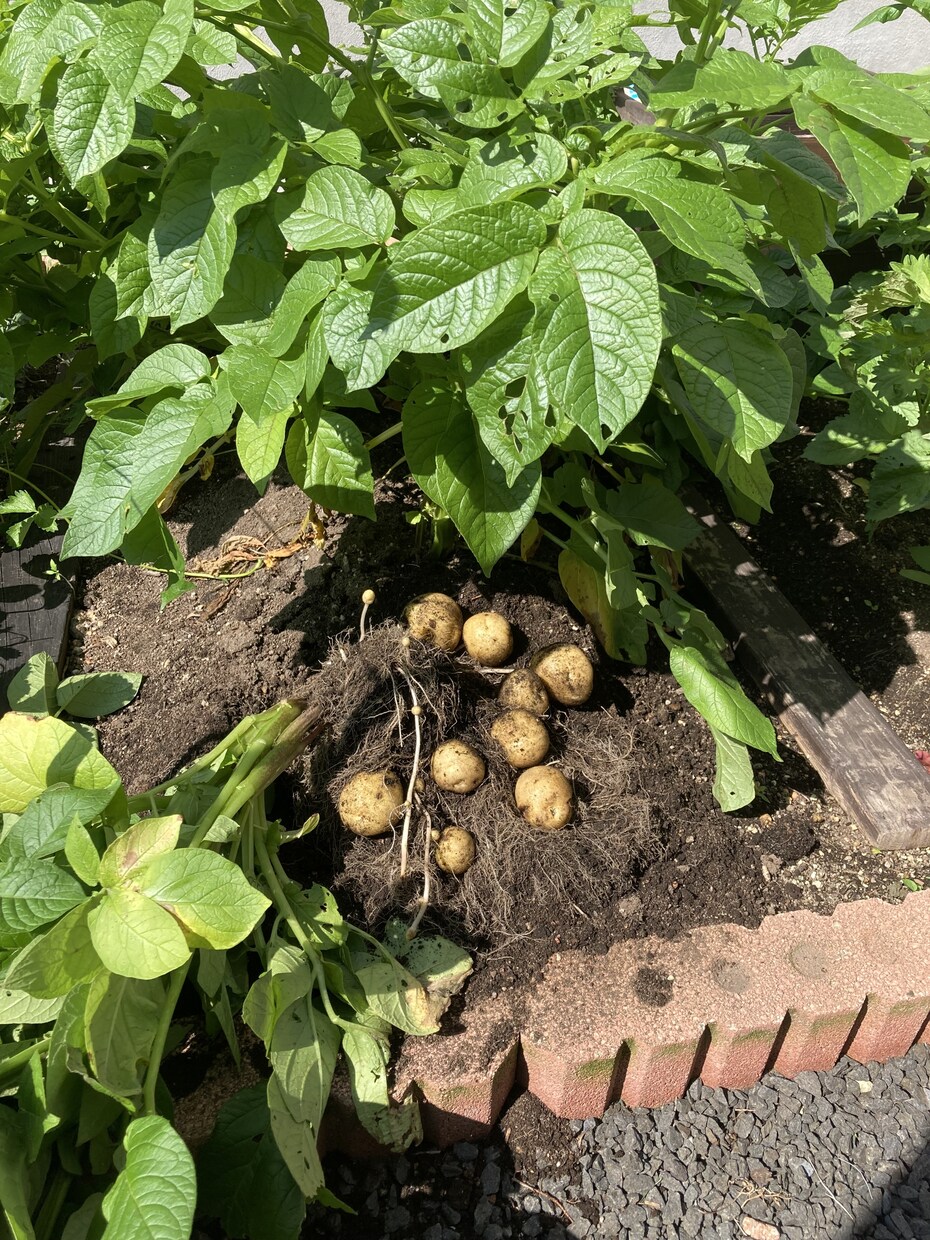 家庭菜園初心者さん向けアドバイスをします 小さな庭でも一緒に野菜づくり楽しみましょう！ イメージ1