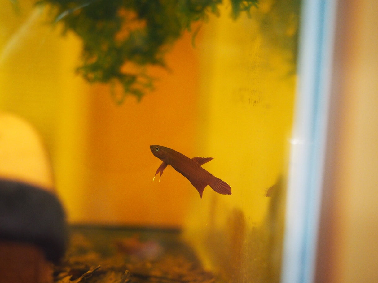 熱帯魚の飼育の相談お受けします 観賞魚の飼育に関する問題の具体的解決案を提案します！ イメージ2