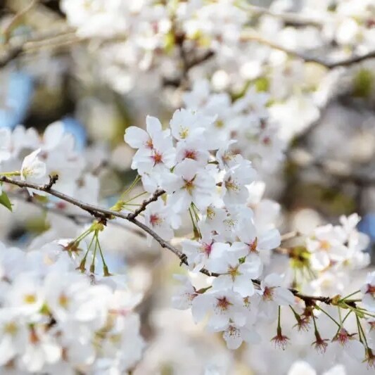 片思いの相手の気持ちを心理分析で丁寧に読み解きます 話を聞いて、前に進むための整理をしたい方におすすめです。 イメージ1