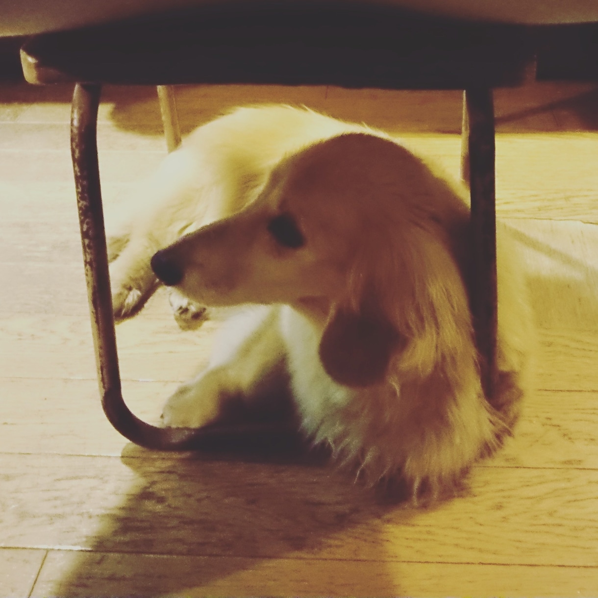 犬のしつけにお困りのかた、相談受けます ワンちゃんを飼う上で注意することしつけの時に注意すること イメージ2