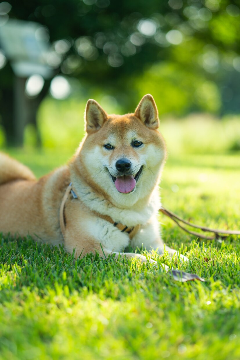 犬・猫・ペットの自然な写真を撮影します ペットと家族が過ごす時間をプロクオリティで残しませんか？ イメージ3