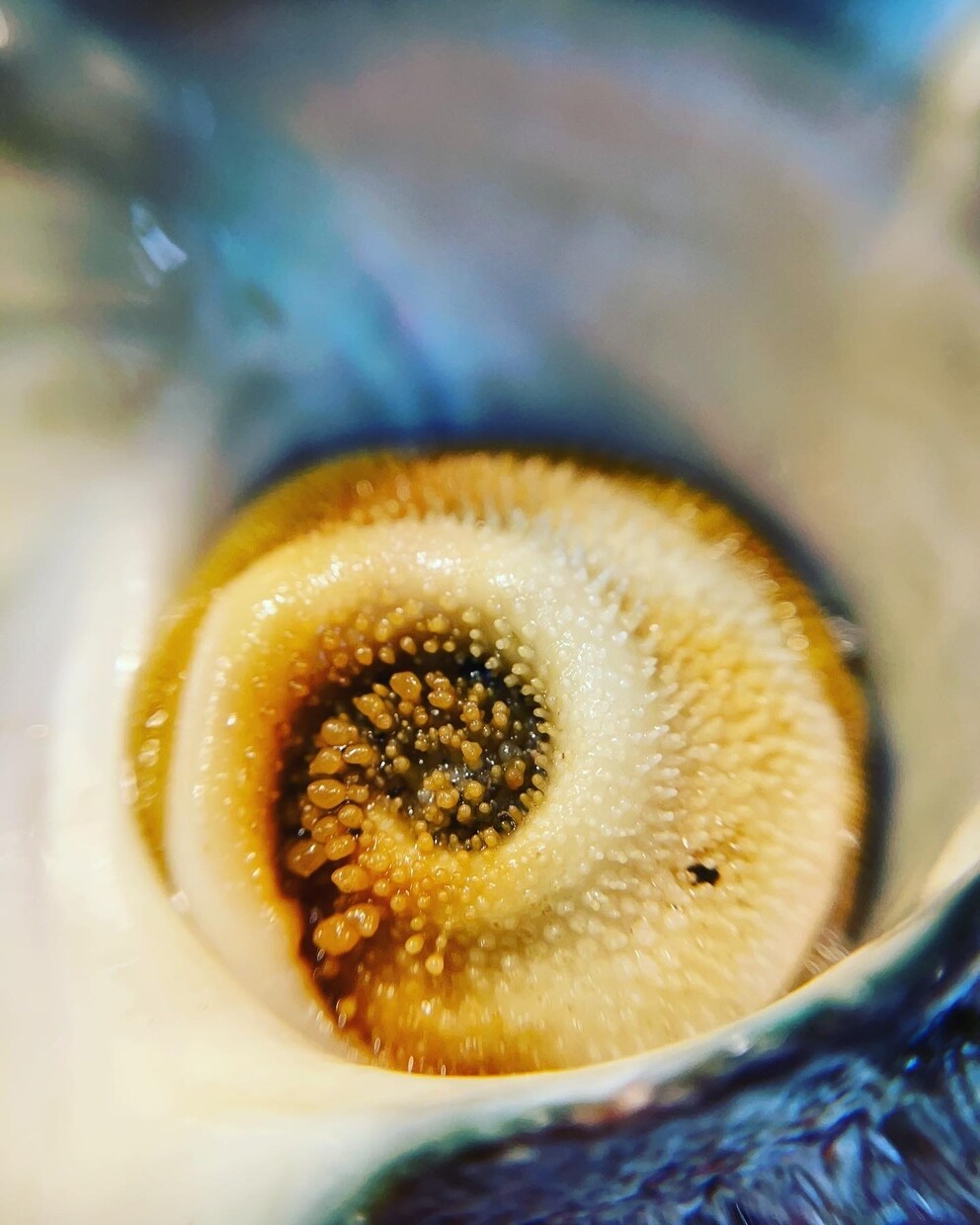 植物、食材を中心に色々な写真を投稿します ミクロの世界への挑戦と探検。まだ見ぬ世界へ。 イメージ5