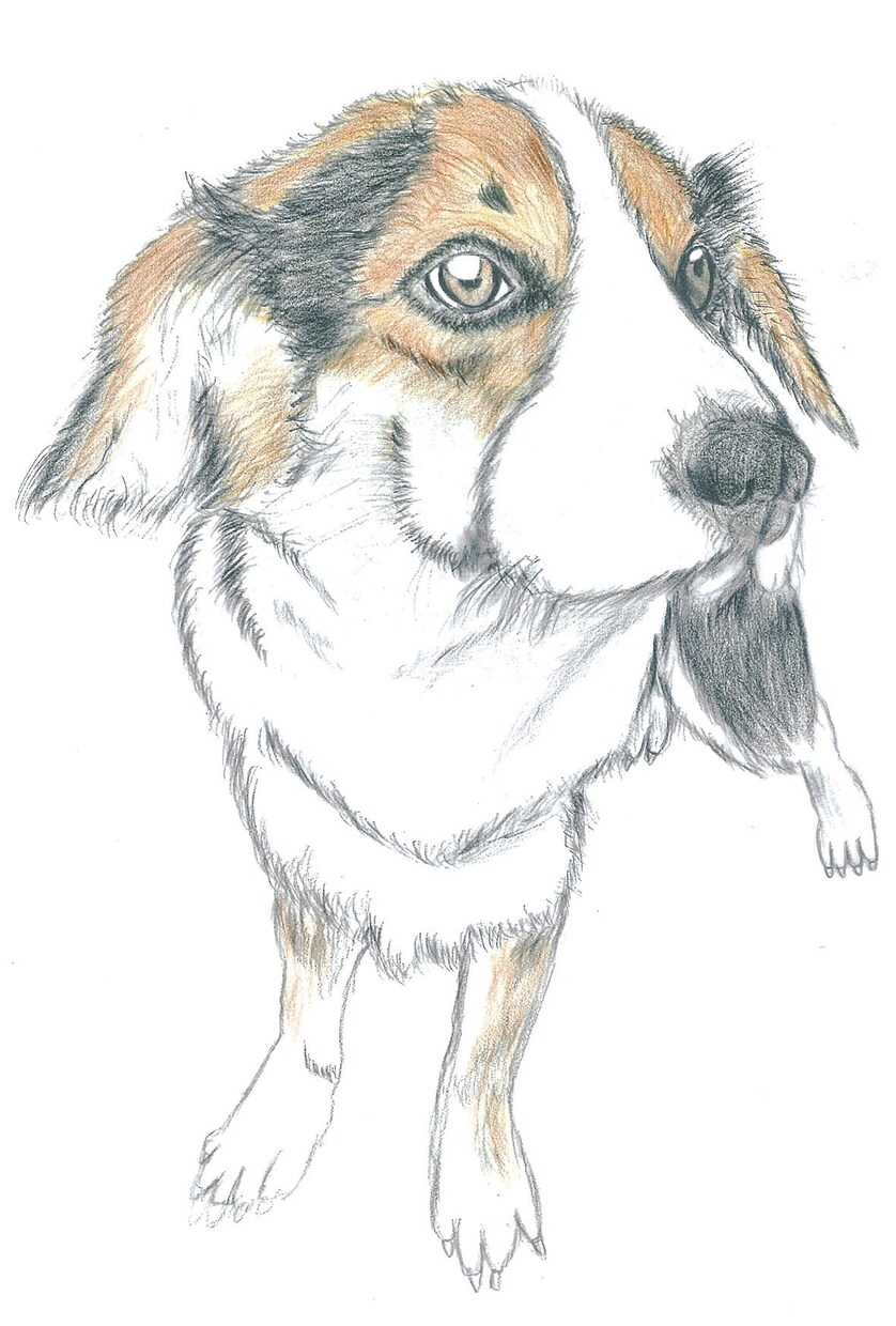 ペットの色鉛筆イラスト作成します 皆様の愛犬・愛猫を可愛らしく色鉛筆でイラスト描きます イメージ4