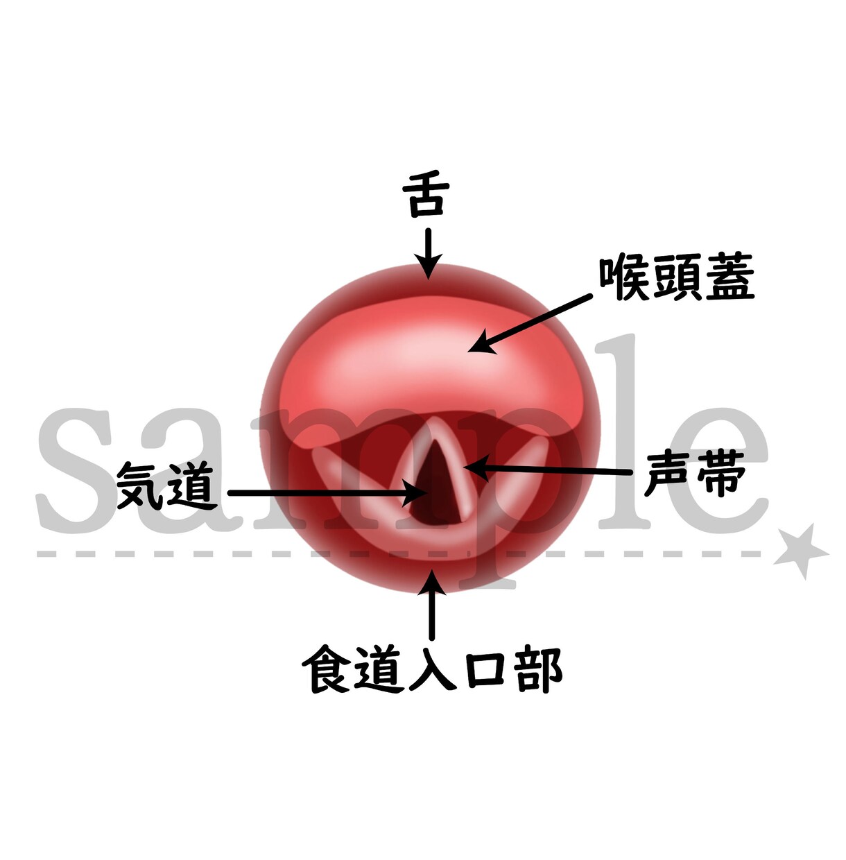 伝わる歯科イラスト描きます AI・JPEG・PNG・PDF対応 イメージ4