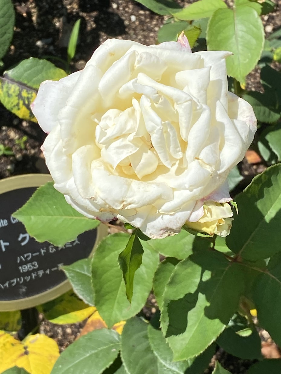 Twitterで紹介した写真を収録して販売します 「Rose Garden」薔薇の花100選 イメージ2