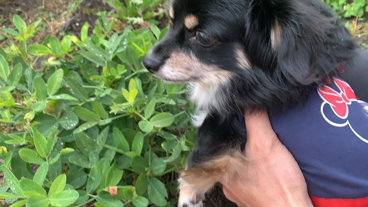 身近な写真を提供します お花や、動物、自然の写真を投稿したいと思います。 イメージ1