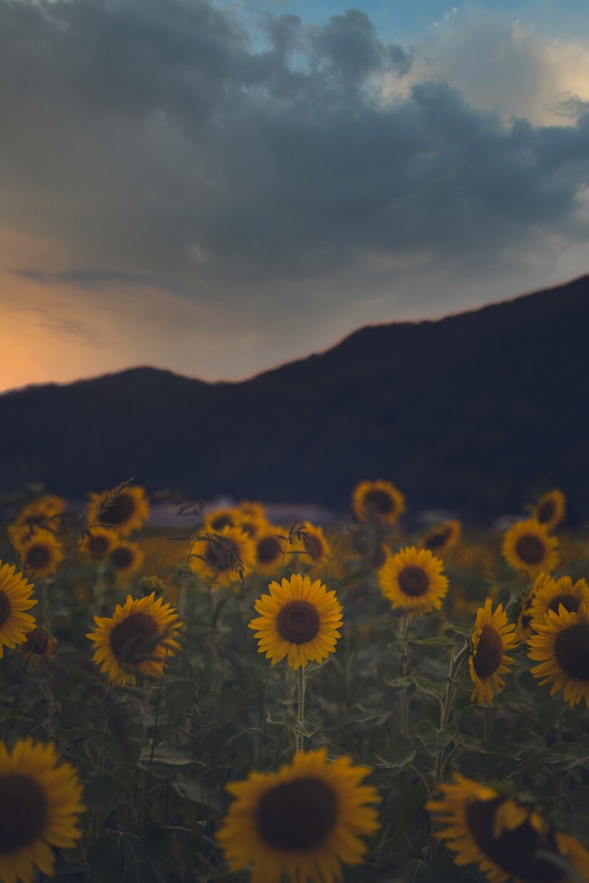 あなたの撮った写真のRAW現像を代行します 現役で写真現像をしている私があなたの写真を仕上げます！ イメージ4