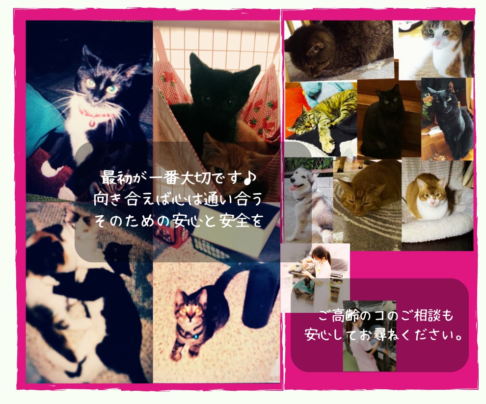 保護ネコを家族に迎えるはじめてさんにお届けします 動物看護士×トリマー×統合医療実務から保護ネコサポートを伝授 イメージ3