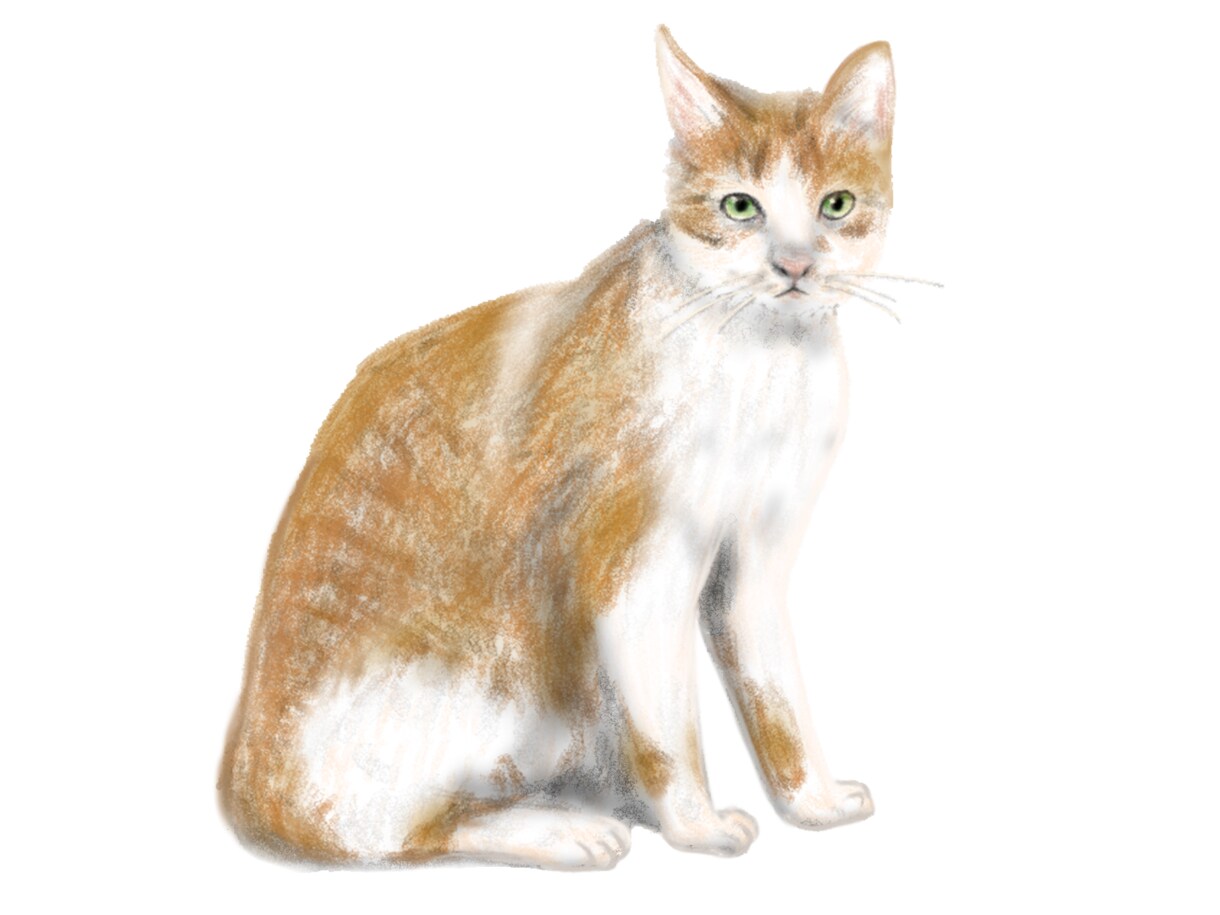優しい水彩でネコちゃんのイラストを描きます 世界でたった一つのプレゼント、アイコン、額装などに！ イメージ4
