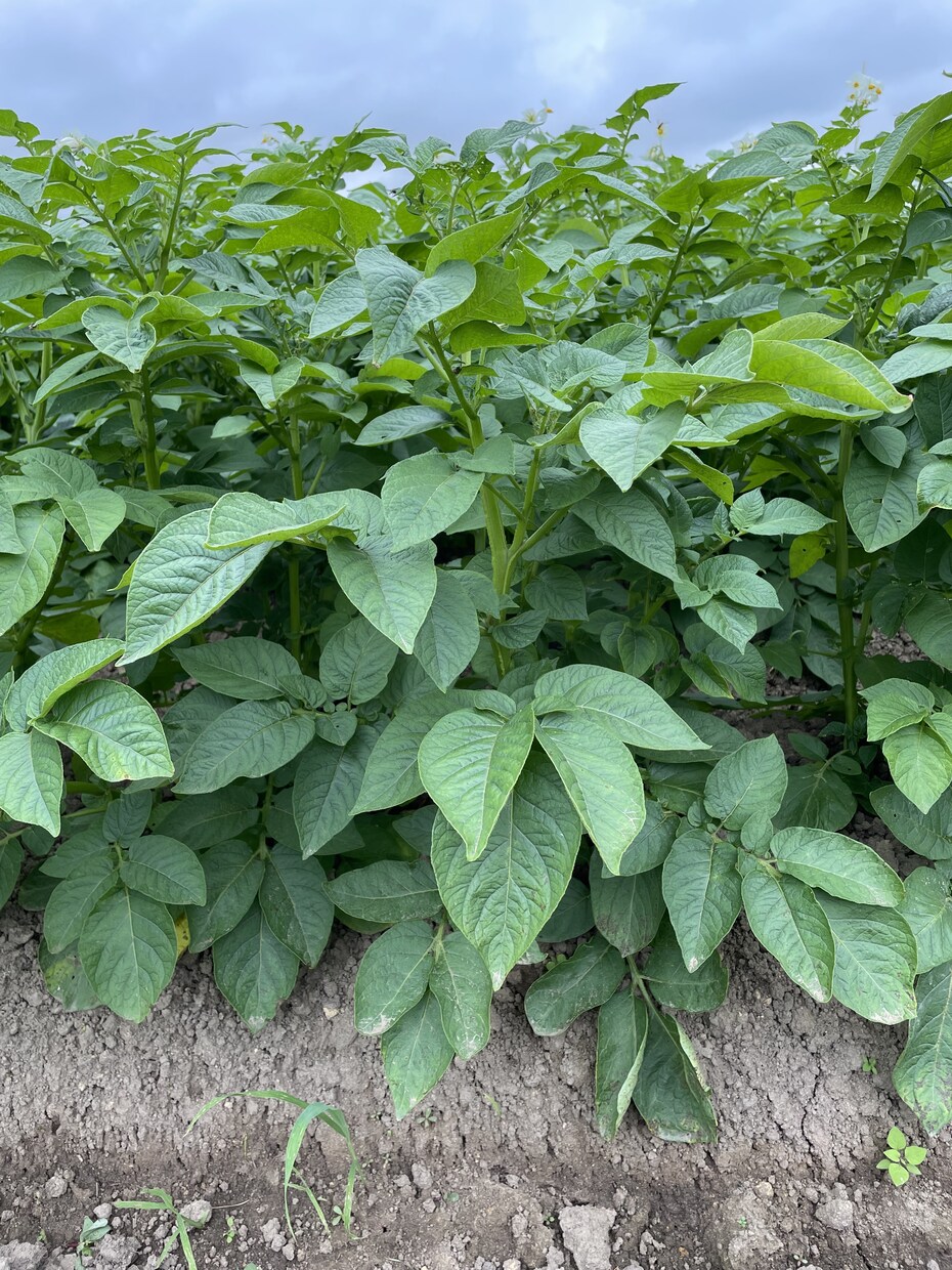 現役農薬メーカーが農作物のお困り事解決します 農薬販売経験者による雑草、病気診断！解決策まで！ イメージ4