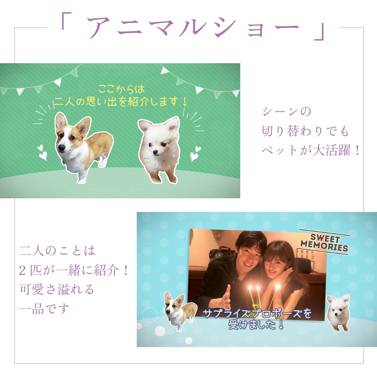 プロフィール・アニマルショーはペットが大活躍します 22000組のムービー制作の実績で高クオリティ・低コスト イメージ4