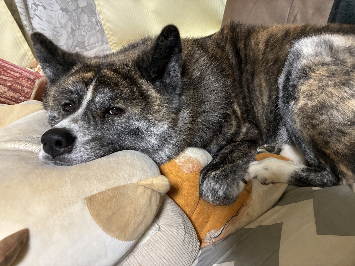 ペット介護士と、大型犬と一緒に、お散歩できます ペット介護士と一緒に『秋田犬』とお散歩しましょう イメージ1